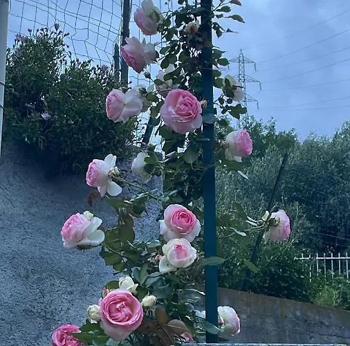 B&B Gli Agrumi Giustenice